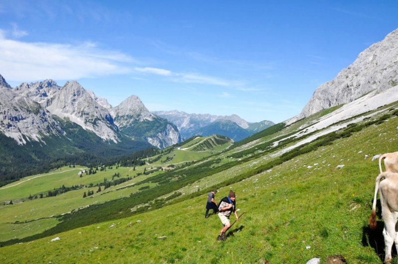 viehauftrieb_felderertal_juli2013_019