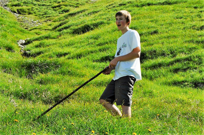 viehauftrieb_felderertal_juli2013_021