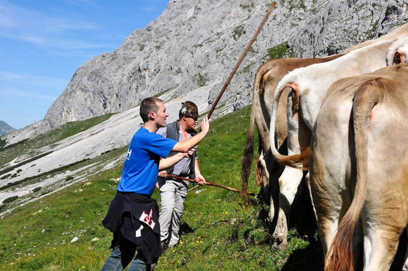 viehauftrieb_felderertal_juli2013_024