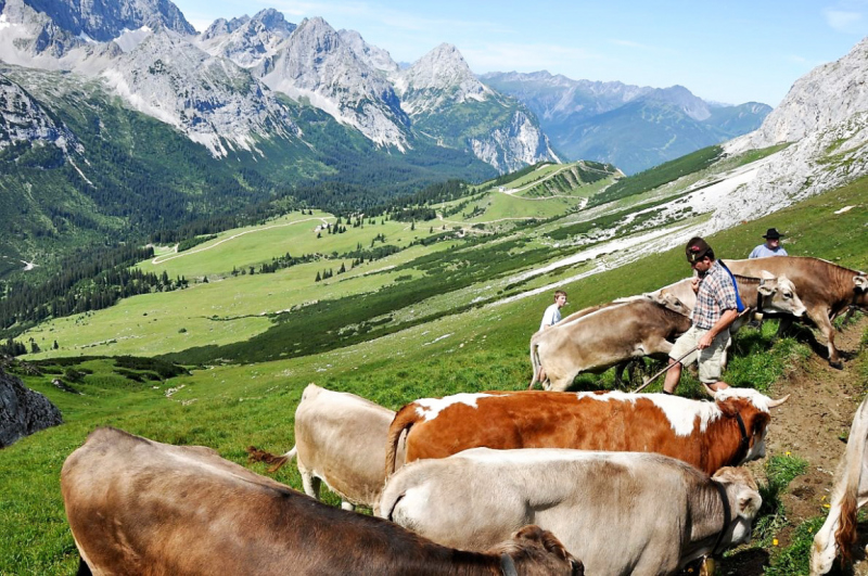 viehauftrieb_felderertal_juli2013_029