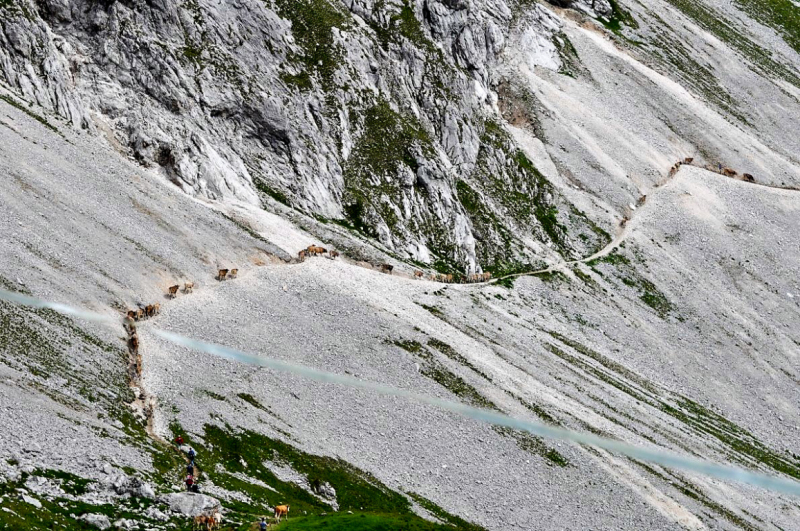 viehauftrieb_felderertal_juli2013_034