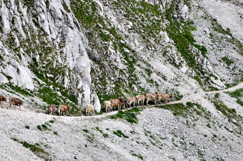 viehauftrieb_felderertal_juli2013_035