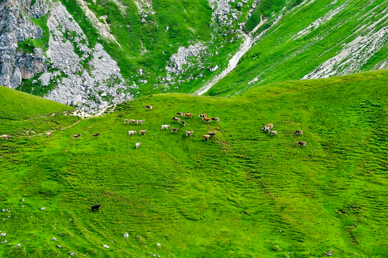 viehauftrieb_felderertal_juli2013_040