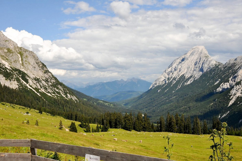 viehauftrieb_felderertal_juli2013_052
