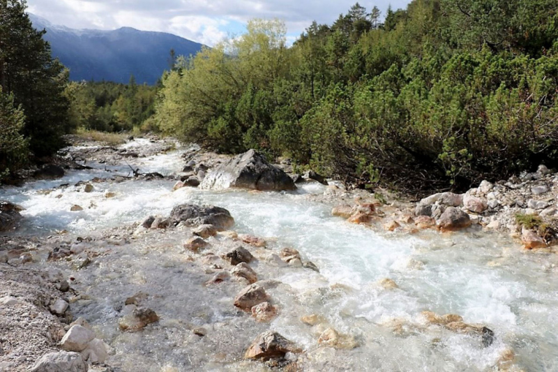 Wildbachprojekt Tirol – Wiederansiedlung der Urforelle