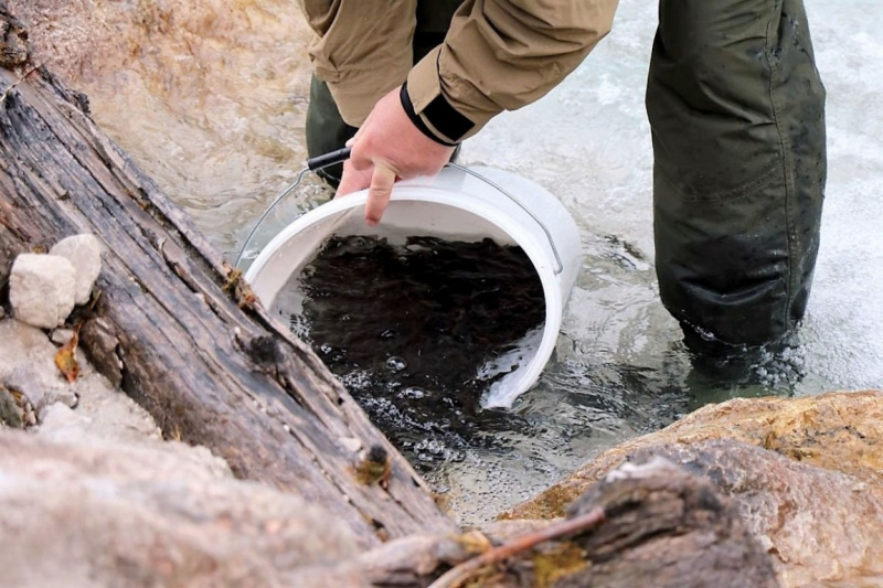 Wildbachprojekt Tirol – Wiederansiedlung der Urforelle