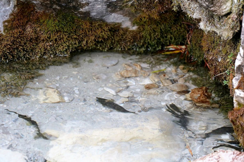 Wildbachprojekt Tirol – Wiederansiedlung der Urforelle