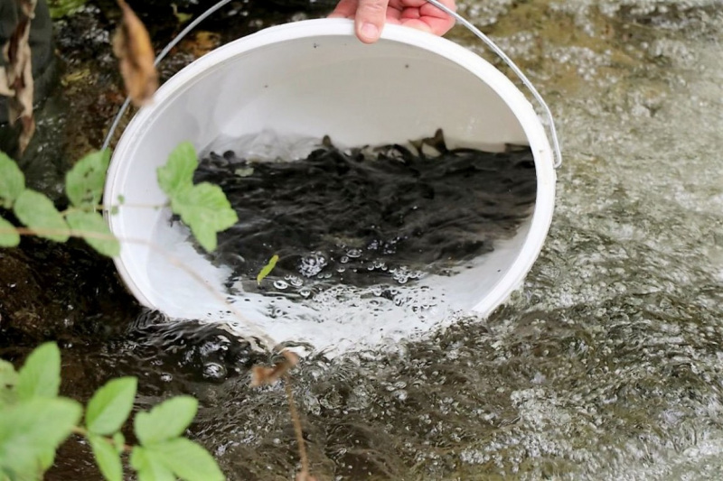 Wildbachprojekt Tirol – Wiederansiedlung der Urforelle