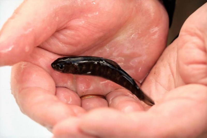 Wildbachprojekt Tirol – Wiederansiedlung der Urforelle