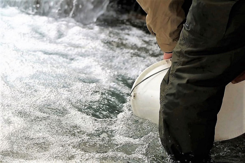 Wildbachprojekt Tirol – Wiederansiedlung der Urforelle