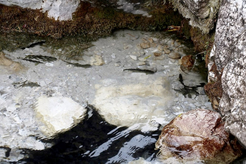 Wildbachprojekt Tirol – Wiederansiedlung der Urforelle 