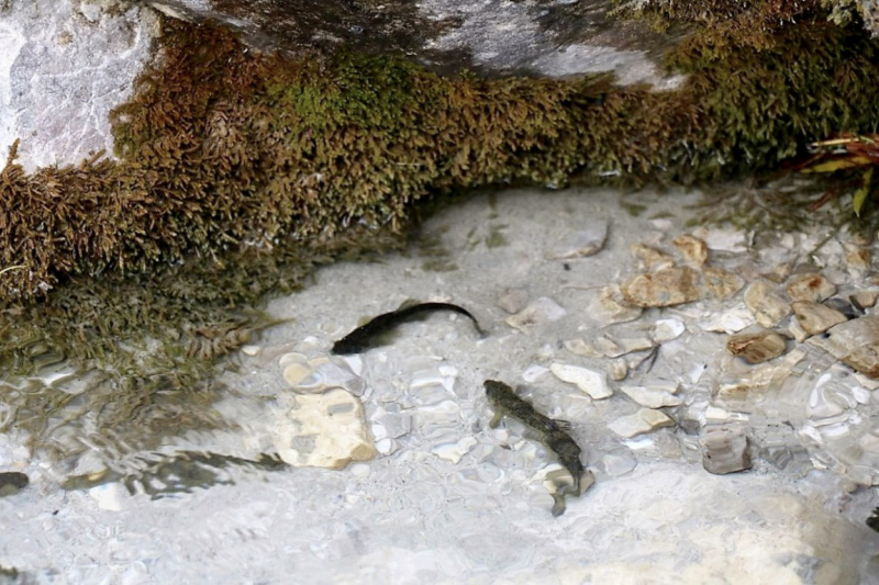 Wildbachprojekt Tirol – Wiederansiedlung der Urforelle 