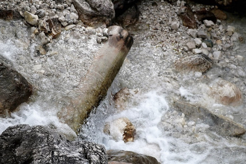 Wildbachprojekt Tirol – Wiederansiedlung der Urforelle 
