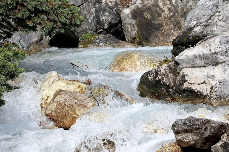 Wildbachprojekt Tirol – Wiederansiedlung der Urforelle 