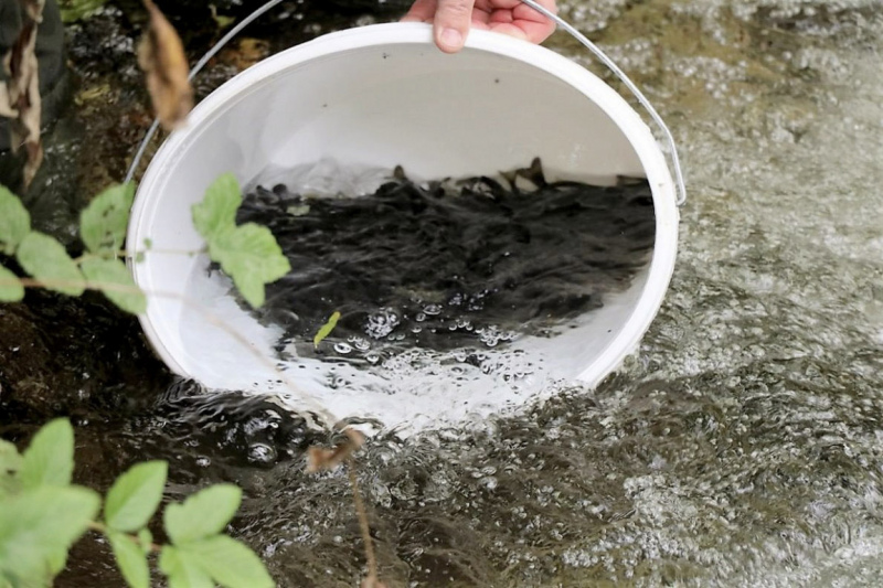 Wildbachprojekt Tirol – Wiederansiedlung der Urforelle