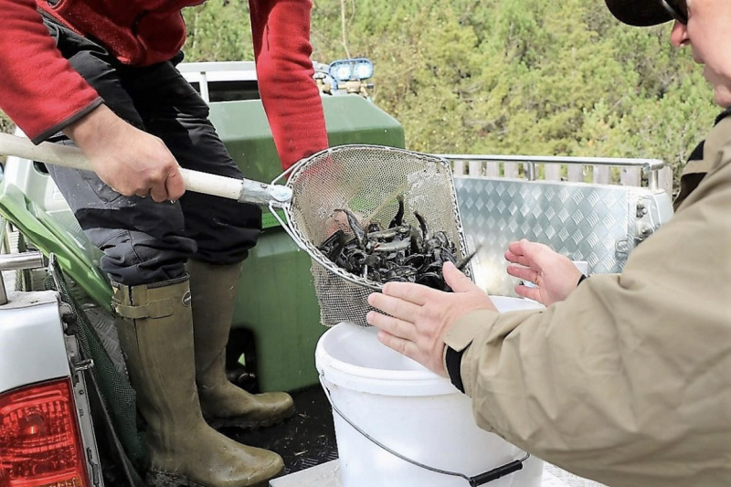 Wildbachprojekt Tirol – Wiederansiedlung der Urforelle 