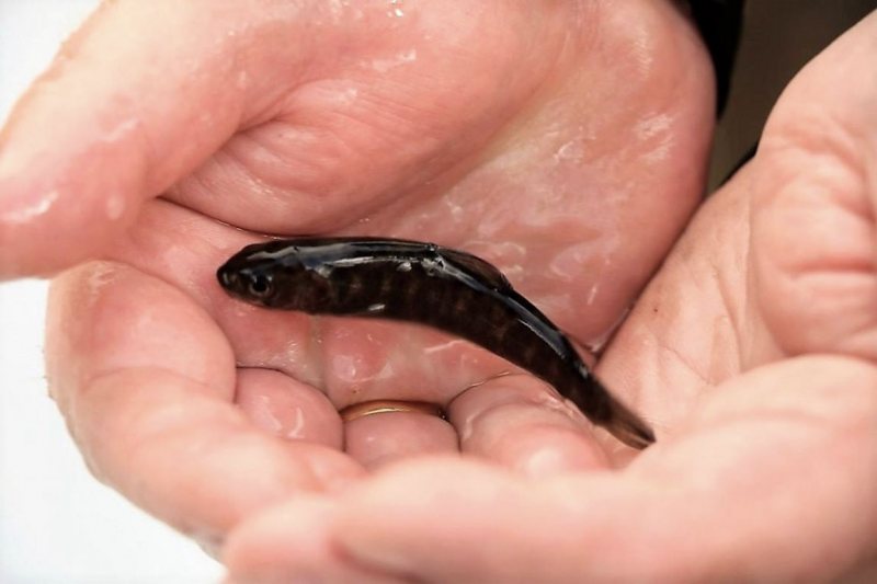 Wildbachprojekt Tirol – Wiederansiedlung der Urforelle