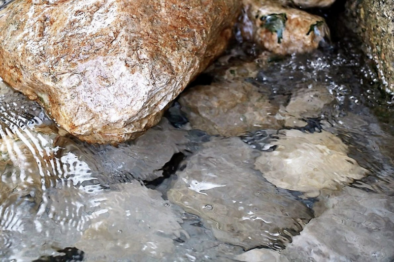 Wildbachprojekt Tirol – Wiederansiedlung der Urforelle