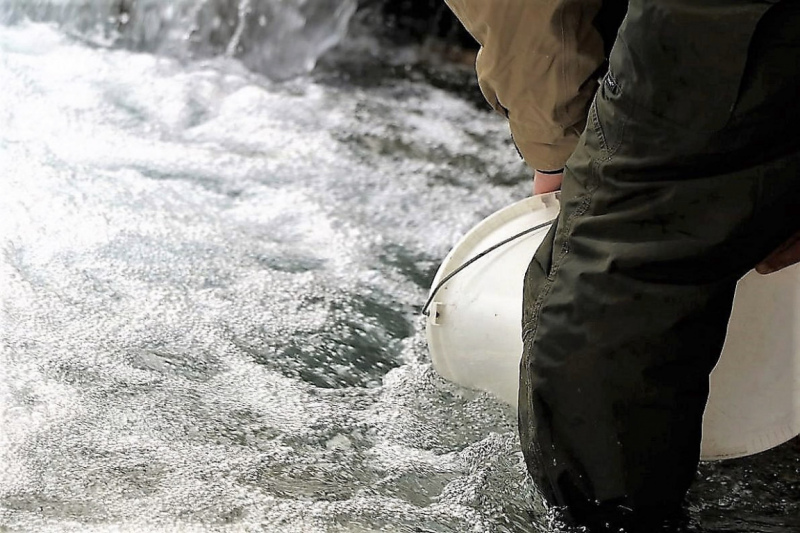 Wildbachprojekt Tirol – Wiederansiedlung der Urforelle