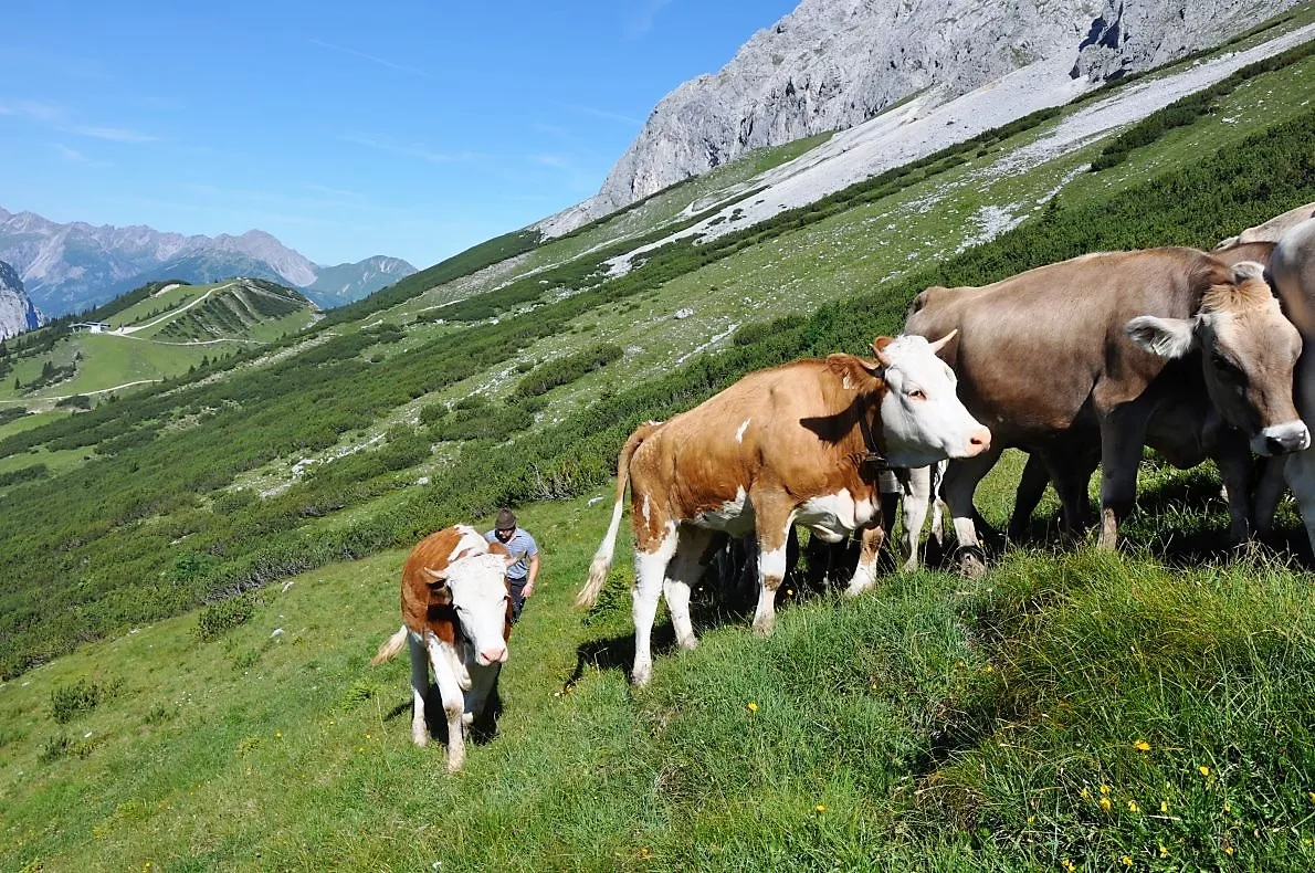 Um Futter zu sparen, trieb man die Tiere von Juni bis September auf die Almen. (Foto: Knut Kuckel)