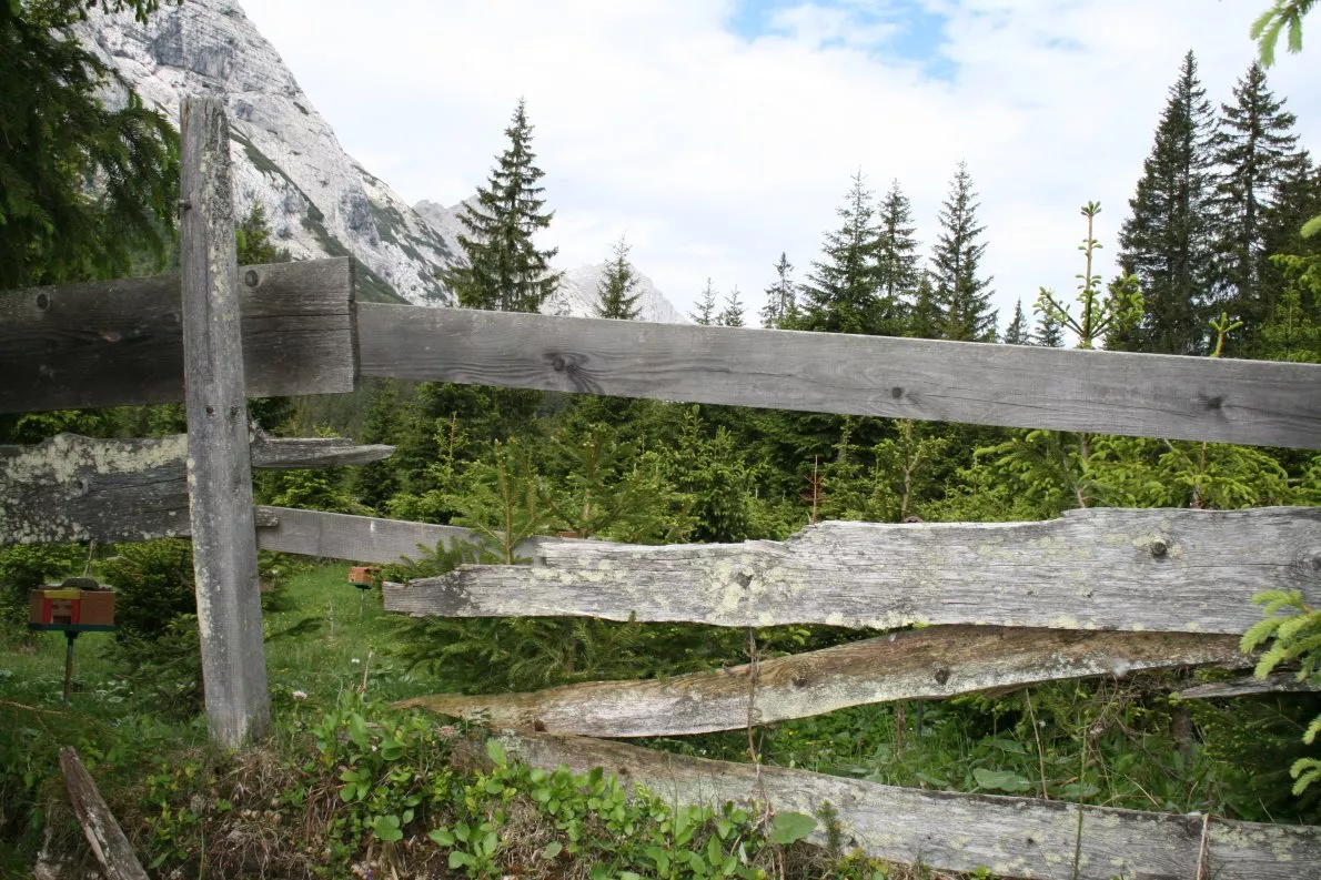 Im Bergwald darf das Vieh weiden, dafür müssen die Mieminger Bauern den Forst schützen, beispielsweise durch Zäunung und Ummantelung frischer Setzlinge. (Foto: Knut Kuckel)