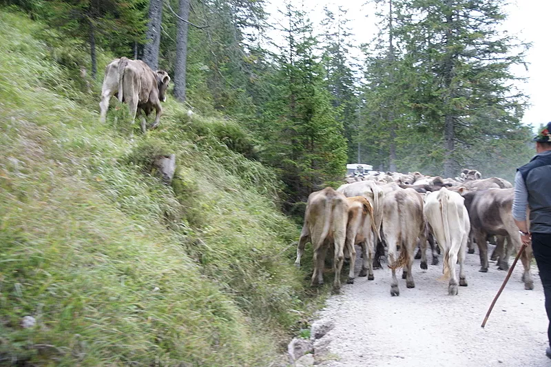 Das Vieh wird am Abend vor dem Almabtrieb auf der Feldereralpe zusammengetrieben. Eine letzte Nacht auf der Alm, im Morgengrauen gehts bergabwärts ins Tal. (Foto: Andreas Fischer)