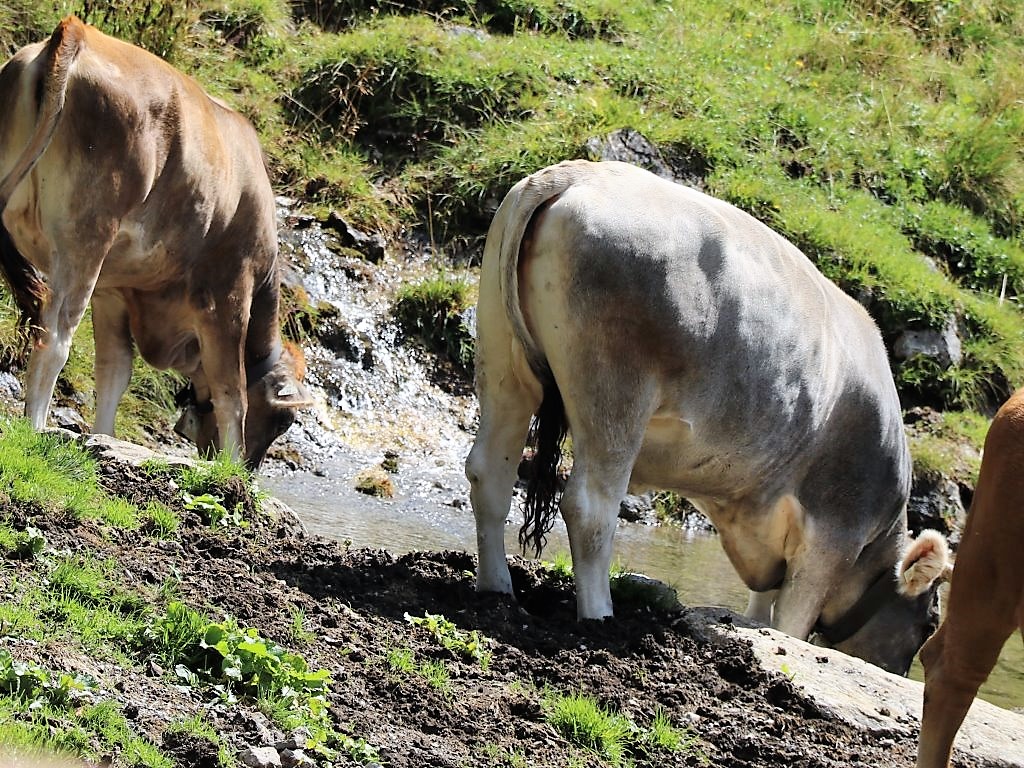 Heute früh (am Samstag), wurde das Vieh aufgetrieben. Ca. 170 Stück Vieh und rund 200 Schafe weiden bis Mitte September auf der Marienberg Alm. (Foto: Knut Kuckel)