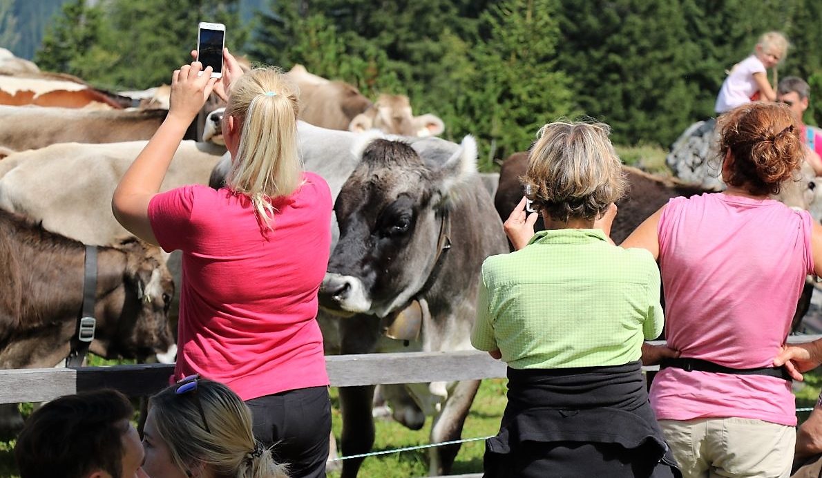 Auf der Alm ist die Begegnung zwischen Mensch und Vieh unausweichlich. (Foto: Knut Kuckel)