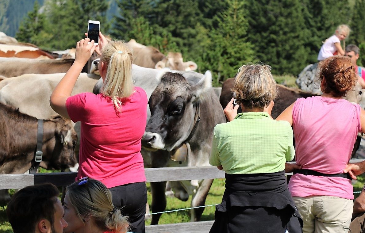 Auf der Alm ist die Begegnung zwischen Mensch und Vieh unausweichlich. (Foto: Knut Kuckel)