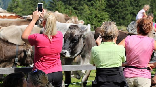 Auf der Alm ist die Begegnung zwischen Mensch und Vieh unausweichlich. (Foto: Knut Kuckel)