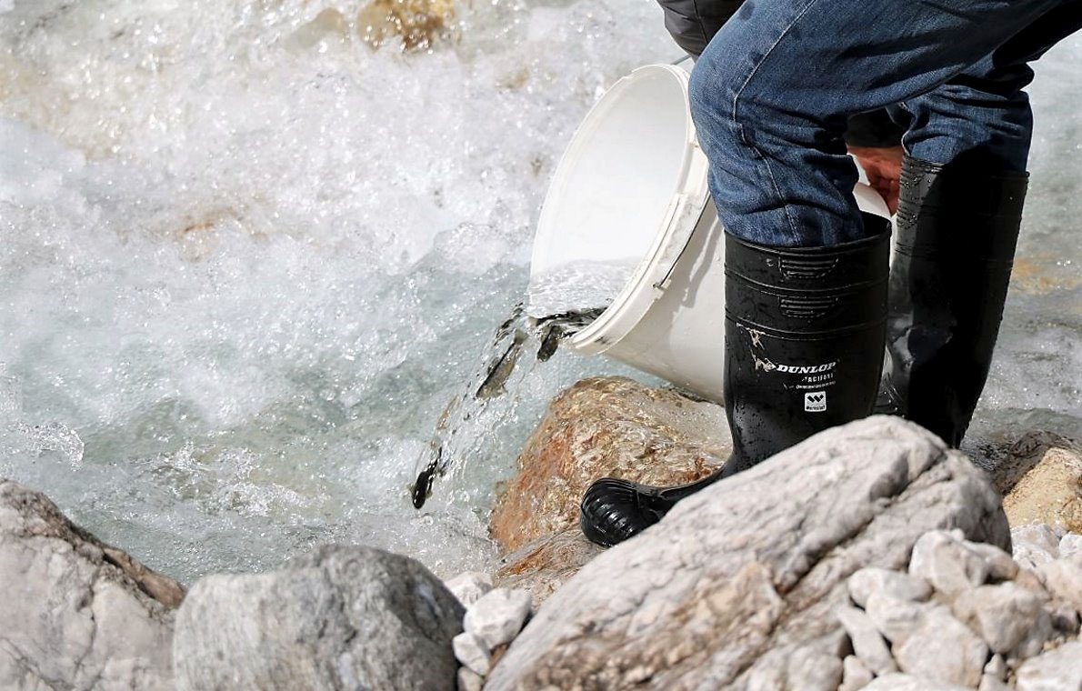 Wildbachprojekt - Wiederansiedlung der Urforelle (Foto: Knut Kuckel)