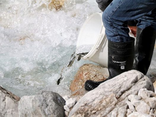 Wildbachprojekt - Wiederansiedlung der Urforelle (Foto: Knut Kuckel)