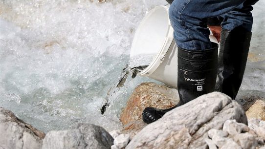 Wildbachprojekt - Wiederansiedlung der Urforelle (Foto: Knut Kuckel)