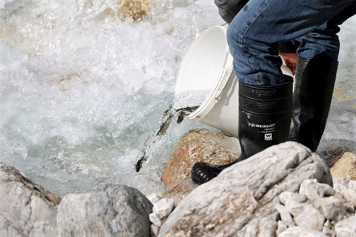Wildbachprojekt - Wiederansiedlung der Urforelle (Foto: Knut Kuckel)