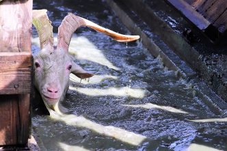 (Foto: Knut Kuckel)