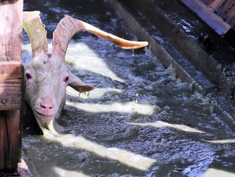 (Foto: Knut Kuckel)