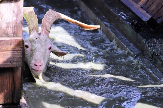 (Foto: Knut Kuckel)