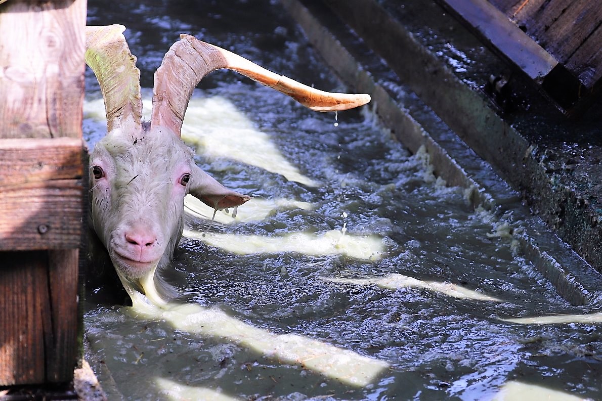 (Foto: Knut Kuckel)