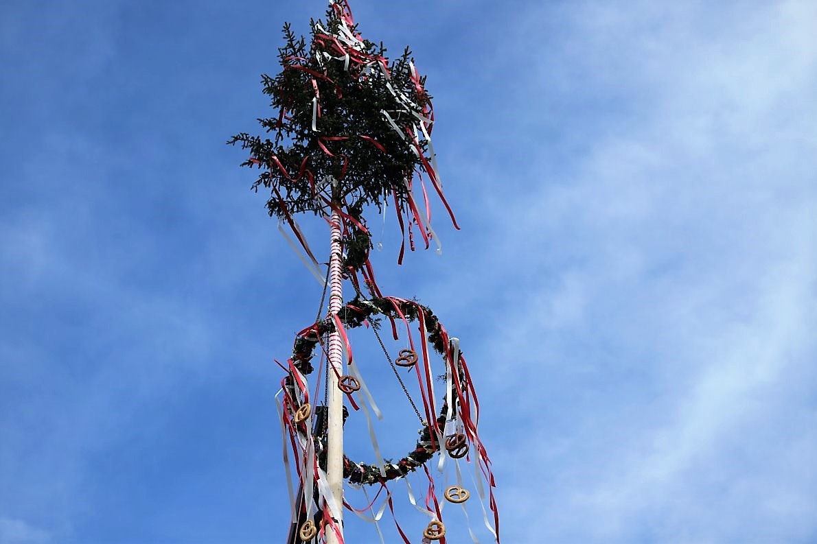 Der Maibaum steht. (Foto: Knut Kuckel)
