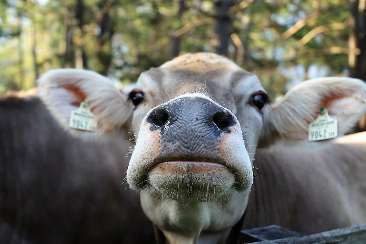 In den ersten Tagen in Freiheit ist das Almvieh noch übermütig. (Foto: Knut Kuckel)