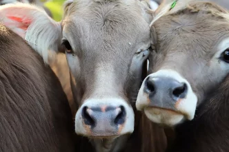 (Foto: Knut Kuckel)