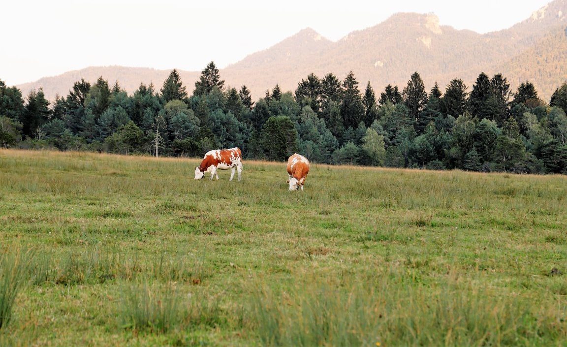Die Landwirtschaft spielt eine wichtige Rolle für den Erhalt des größten zusammenhängenden Moores Mitteleuropas. (Foto: Knut Kuckel)