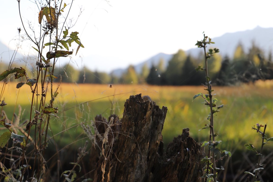 Das Murnauer Moos (Foto: Knut Kuckel)