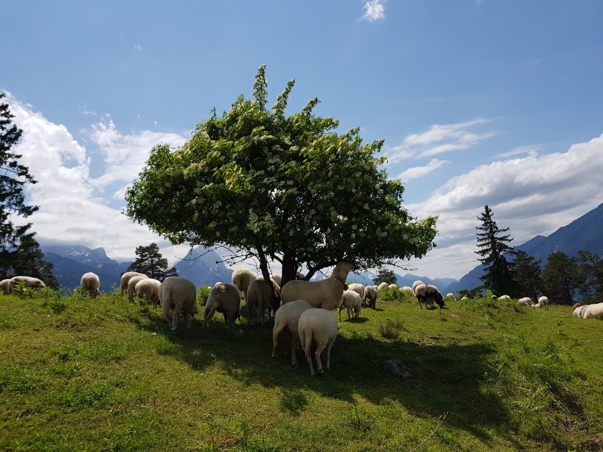 Schafherde am Wank, Garmisch-Partenkirchn. (Foto: Knut Kuckel)