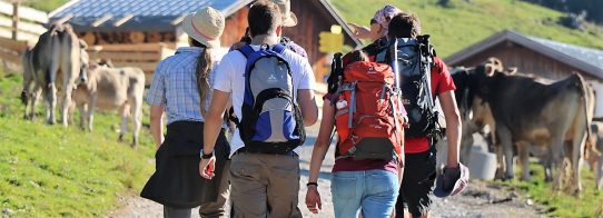 Almkühe und Wanderer (Foto: Knut Kuckel)